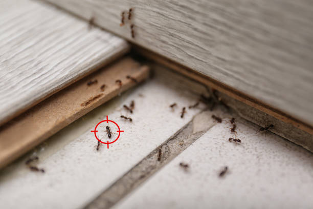 Best Ant Control Services  in Everett, PA
