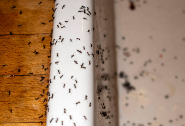 Best Cockroach Control Services  in Everett, PA