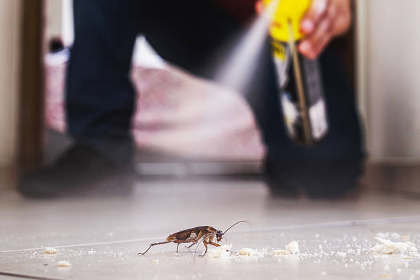 Wasp Removal Services in Everett, PA